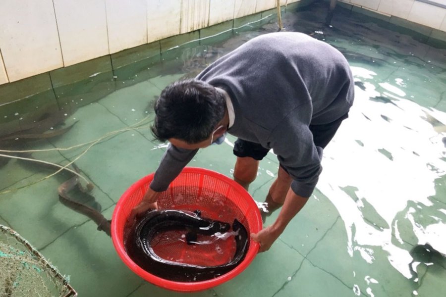 Mô hình nuôi cá chình nước ngọt phù hợp cho hộ gia đình nhỏ