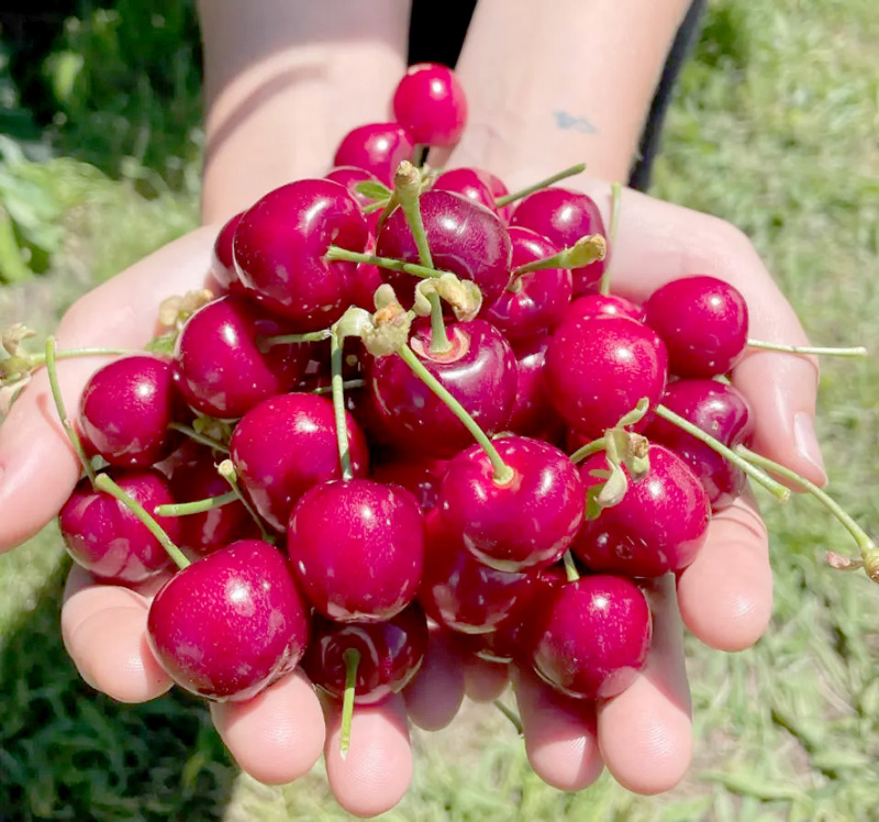 Trái cherry xuất xứ từ đâu và có phù hợp khí hậu Việt Nam không?