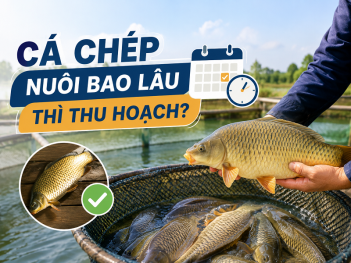Tác giả Hoàng Thị Cẩm Quyên