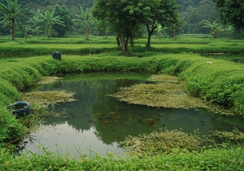 Cách nuôi cá rô đồng trong thùng nhựa đơn giản tại nhà - Tên thương hiệu
