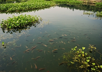 Thức ăn cá rô đầu nhím theo từng giai đoạn từ giống đến xuất bán - Tên thương hiệu