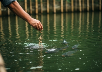 Thức ăn nuôi cá chép giòn có ảnh hưởng gì đến chất lượng thịt? - Tên thương hiệu