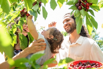 Trái cherry xuất xứ từ đâu và có phù hợp khí hậu Việt Nam không? - Tên thương hiệu