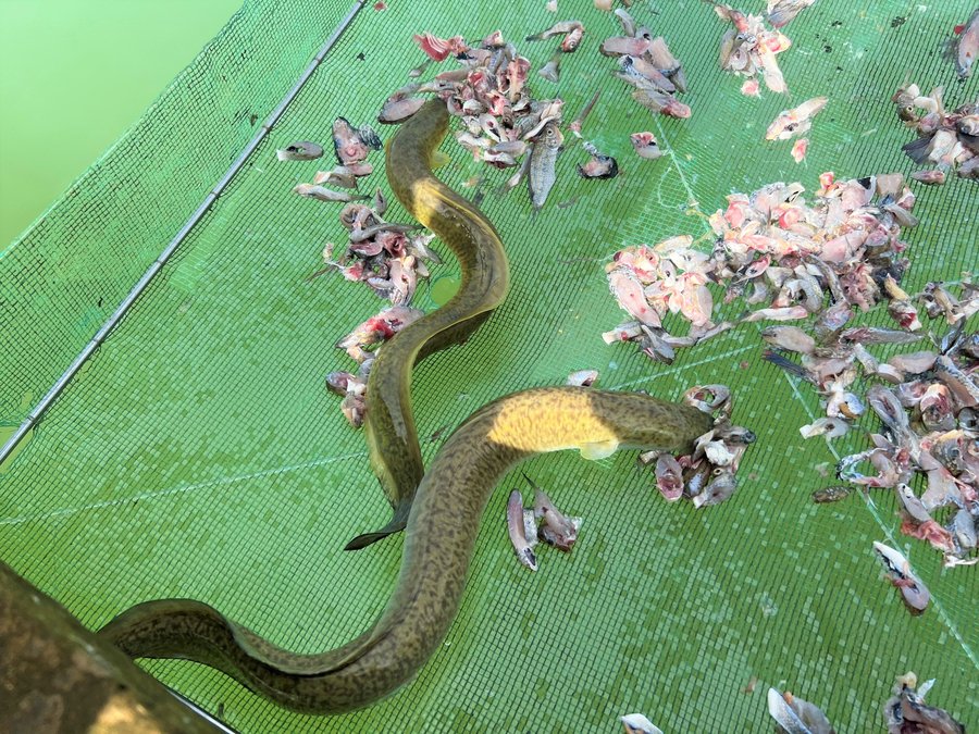 mô hình nuôi cá chình nước ngọt